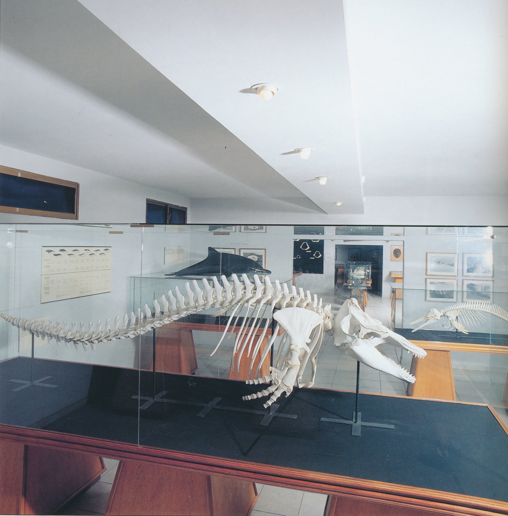 Museo Marino de Margarita 2